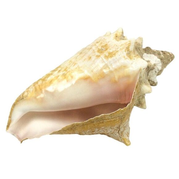 Queen Conch Sea Shell 9 Inch Natural Florida Beach Pink Beige Nautical Decor - Picture 1 of 7